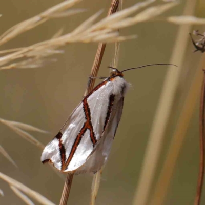 Thalaina clara (Clara's Satin Moth) at O'Connor, ACT - 11 Mar 2023 by ConBoekel