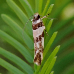 Macrobathra desmotoma at O'Connor, ACT - 11 Mar 2023 11:01 AM