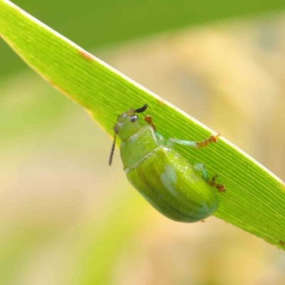 Calomela pallida (Leaf beetle) at O'Connor, ACT - 11 Mar 2023 by ConBoekel