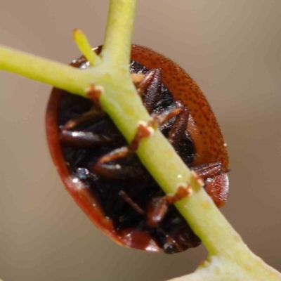 Trachymela sp. (genus) (Brown button beetle) at O'Connor, ACT - 11 Mar 2023 by ConBoekel