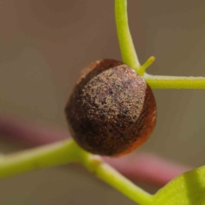 Trachymela sp. (genus) at O'Connor, ACT - 11 Mar 2023