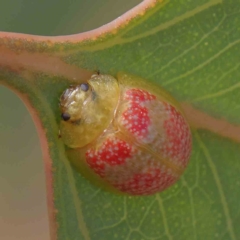 Paropsisterna fastidiosa (Eucalyptus leaf beetle) at O'Connor, ACT - 11 Mar 2023 by ConBoekel