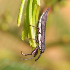 Rhinotia phoenicoptera (Belid weevil) at O'Connor, ACT - 11 Mar 2023 by ConBoekel