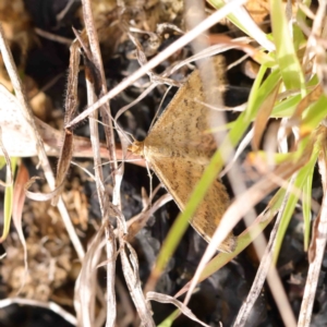 Scopula rubraria at O'Connor, ACT - 11 Mar 2023