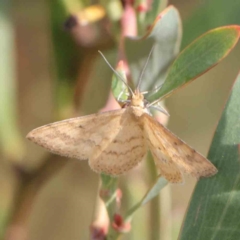 Scopula rubraria (Reddish Wave, Plantain Moth) at O'Connor, ACT - 10 Mar 2023 by ConBoekel