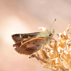 Dispar compacta (Barred Skipper) at O'Connor, ACT - 11 Mar 2023 by ConBoekel