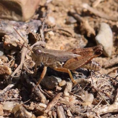 Phaulacridium vittatum (Wingless Grasshopper) at O'Connor, ACT - 11 Mar 2023 by ConBoekel