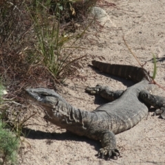 Varanus rosenbergi (Heath or Rosenberg's Monitor) at Namadgi National Park - 14 May 2023 by LindaGroom