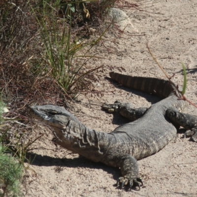 Varanus rosenbergi (Heath or Rosenberg's Monitor) at Namadgi National Park - 14 May 2023 by LindaGroom