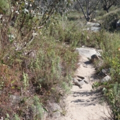 Varanus rosenbergi at Tharwa, ACT - 14 May 2023