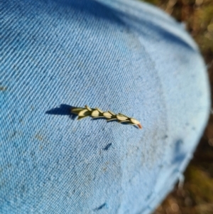 Pimelea sp. at Fyshwick, ACT - 19 May 2023 08:48 AM