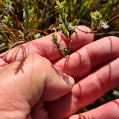 Pimelea sp. at Fyshwick, ACT - 19 May 2023 08:48 AM