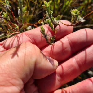 Pimelea sp. at Fyshwick, ACT - 19 May 2023 08:48 AM