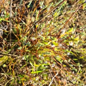 Pimelea sp. at Fyshwick, ACT - 19 May 2023 08:48 AM