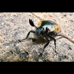 Chondropyga dorsalis (Cowboy beetle) at Paddys River, ACT - 19 Nov 2022 by jac
