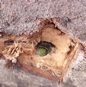 Melobasis sp. (genus) at Waramanga, ACT - 19 May 2023