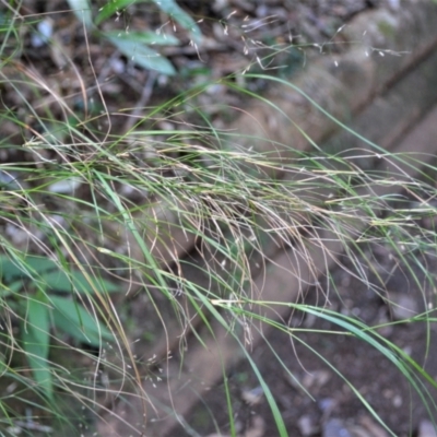 Austrostipa ramosissima (Stout Bamboo-grass) at Jamberoo, NSW - 18 May 2023 by plants