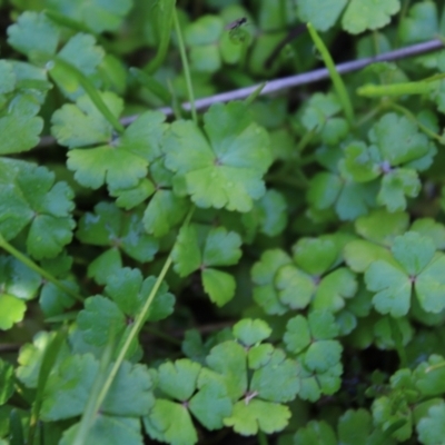 Hydrocotyle rivularis (A Pennywort) at Booth, ACT - 13 Jan 2023 by Tapirlord