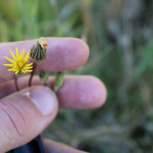 Picris angustifolia subsp. merxmuelleri at Booth, ACT - 14 Jan 2023 08:49 AM