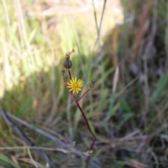 Picris angustifolia subsp. merxmuelleri at Booth, ACT - 14 Jan 2023 08:49 AM