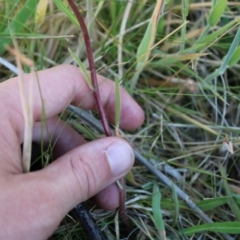 Picris angustifolia subsp. merxmuelleri at Booth, ACT - 14 Jan 2023 08:49 AM