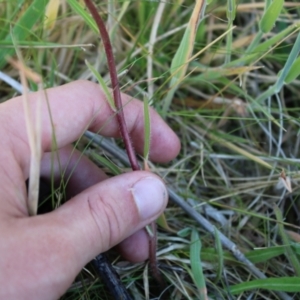 Picris angustifolia subsp. merxmuelleri at Booth, ACT - 14 Jan 2023 08:49 AM