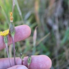 Picris angustifolia subsp. merxmuelleri at Booth, ACT - 14 Jan 2023 08:49 AM