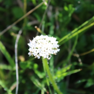 Trachymene humilis subsp. humilis (Alpine Trachymene) at Booth, ACT - 14 Jan 2023 by Tapirlord