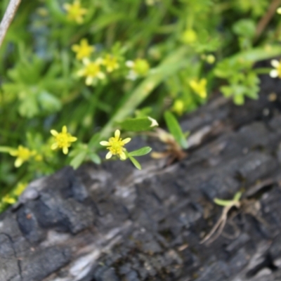 Ranunculus amphitrichus (Small River Buttercup) at Booth, ACT - 14 Jan 2023 by Tapirlord