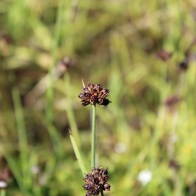 Juncus falcatus (Sickle-leaf Rush) at Booth, ACT - 13 Jan 2023 by Tapirlord
