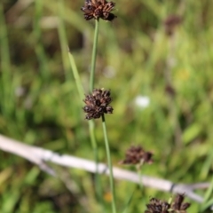 Juncus falcatus at Booth, ACT - 14 Jan 2023 09:09 AM