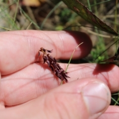 Corunastylis arrecta (Erect midge orchid) at Mount Clear, ACT - 14 Jan 2023 by Tapirlord