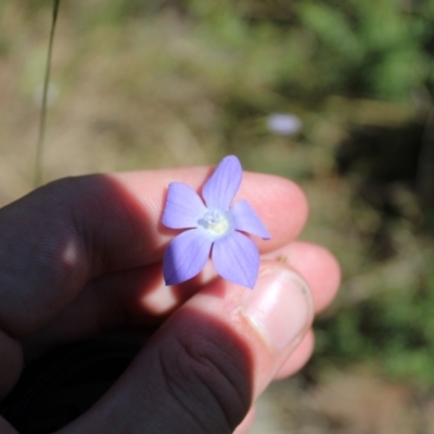 Wahlenbergia planiflora subsp. planiflora (Flat Bluebell) at Mount Clear, ACT - 14 Jan 2023 by Tapirlord