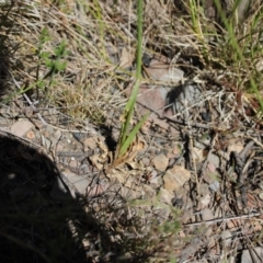 Wahlenbergia planiflora subsp. planiflora at Mount Clear, ACT - 14 Jan 2023