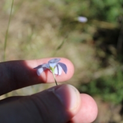Wahlenbergia planiflora subsp. planiflora at Mount Clear, ACT - 14 Jan 2023 10:17 AM