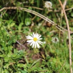 Brachyscome radicans (Marsh Daisy) at Mount Clear, ACT - 14 Jan 2023 by Tapirlord