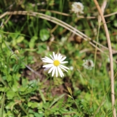 Brachyscome radicans (Marsh Daisy) at Mount Clear, ACT - 13 Jan 2023 by Tapirlord