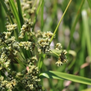 Scirpus polystachyus at Mount Clear, ACT - 14 Jan 2023