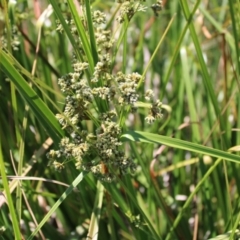 Scirpus polystachyus at Mount Clear, ACT - 14 Jan 2023