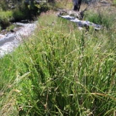 Scirpus polystachyus at Mount Clear, ACT - 14 Jan 2023