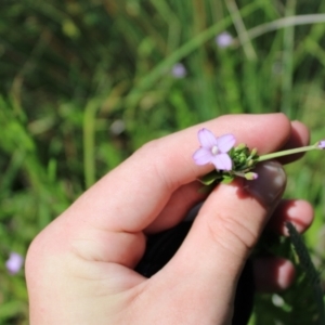 Epilobium billardiereanum subsp. hydrophilum at Mount Clear, ACT - 14 Jan 2023