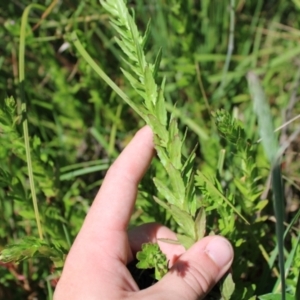 Epilobium billardiereanum subsp. hydrophilum at Mount Clear, ACT - 14 Jan 2023