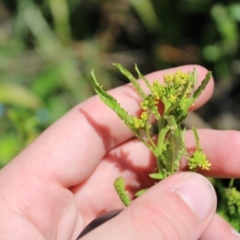 Rorippa palustris at Mount Clear, ACT - 14 Jan 2023