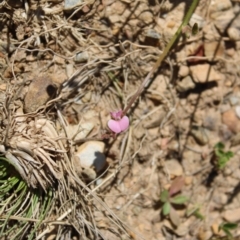 Pullenia gunnii (A Tick-Trefoil) at Namadgi National Park - 14 Jan 2023 by Tapirlord