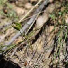 Schizaea bifida (Forked Comb Fern) at Booth, ACT - 14 Jan 2023 by Tapirlord