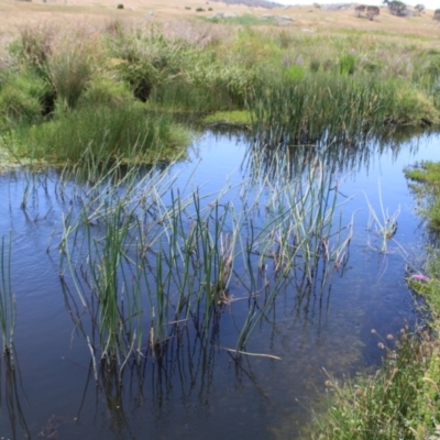 Eleocharis sphacelata (Tall Spike-rush) at Rendezvous Creek, ACT - 14 Jan 2023 by Tapirlord