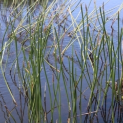 Eleocharis sphacelata at Rendezvous Creek, ACT - 14 Jan 2023 03:00 PM