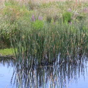 Eleocharis sphacelata at Rendezvous Creek, ACT - 14 Jan 2023 03:00 PM