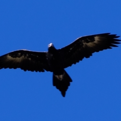 Aquila audax (Wedge-tailed Eagle) at Coree, ACT - 19 May 2023 by Kurt