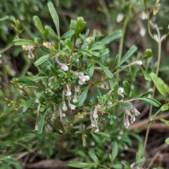 Clematis leptophylla (Small-leaf Clematis, Old Man's Beard) at The Pinnacle - 18 May 2023 by CattleDog